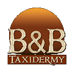 B & B Taxidermy