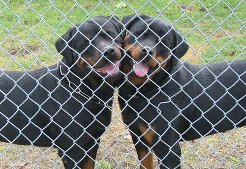 Doyle's Rottweilers