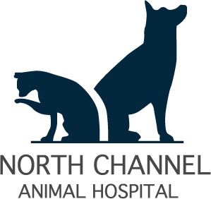 North Channel Animal Hospital