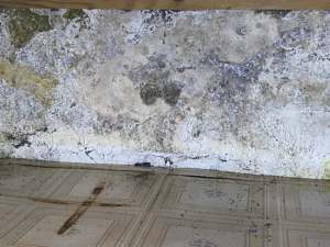 Reliant Mold Testing & Inspections