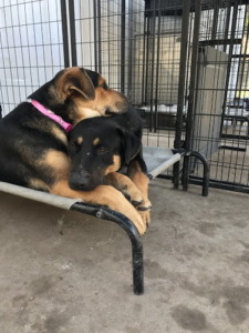 Second Family Pet Services