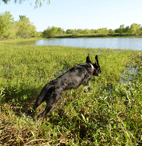 Slater Kennels